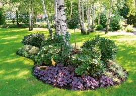 rośliny do ogrodu, rośliny ogrodowe