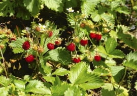 ROSLINY POZIOMKA OWOCE FOT. PAWEL SLOMCZYNSKI / AGENCJA GAZETA PUBLIKACJA KWIETNIK NR 3 (147) - 3 2007 SLOWA KLUCZOWE: ROSLINY OWOCE ZDJĘCIE DO WKŁADKI: PUBLIKACJA KWIETNIK NR 3 (147) - CZASOPISMA