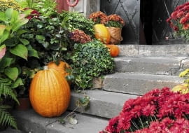 W listopadzie wciąż pięknie wyglądają dynie, wrzosy i chryzantemy. Warto nimi zdobić taras i balkon