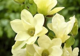 Magnolia denudata Fei Huang