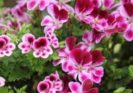 26.06.2009 ZABORZE K/KOSWIECIMIA