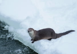 Wydra jest objęta w Polsce całkowitą ochroną. Choć wyjada ryby, nie wolno jej krzywdzić.
