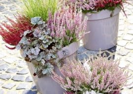 TRUDNO WYOBRAZIĆ sobie jesień bez wrzosów (Calluna). W tej kompozycji zestawiono je z żurawkami (Heuchera) o ozdobnych liściach ozdobnych liściach i efektowną trawą rozplenicą.