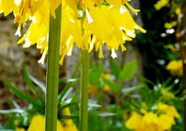 Szachownica Lutea. Kwiaty cebulowe