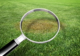 Trawnik z problemami