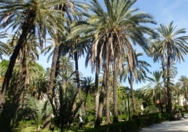 Sycylia. W miejskim parku można się poczuć jak na egzotycznej wyspie w palmowym gaju.