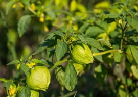 Miechunka pomidorowa