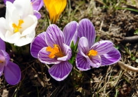 Krokusy