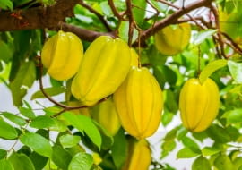 Karambola - Averrhoa carambola