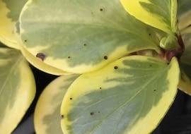 Peperomii nie wolno przelewać ani przechładzać, bo wtedy łatwiej zapada np. na antraknozę. Objawy choroby widoczne są na zdjęciu.