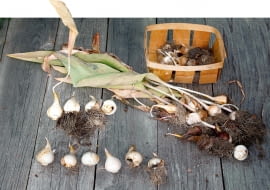 Tulipany co sezon tworzą nową dużą tzw. cebulę zastępczą (stara zamiera) oraz kilka mniejszych.