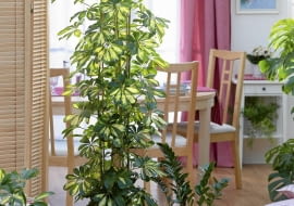 Schefflera arboricola 'Gold Capella' in large white pot with Zamioculcas - Zanzibar Gem SLOWA KLUCZOWE: houseplants house plants indoors containers pots groups dining room cans metal foliage leaves Architectural