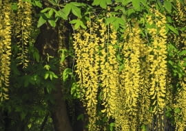 Kwiaty złotokapu tworzą długie piękne grona, lecz z powodu zawartych w nich alkaloidów są trujące.