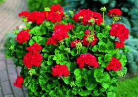 Pelargonia rabatowa