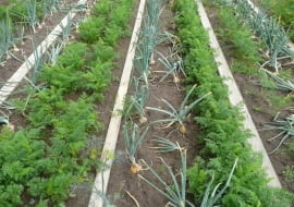 Na tym zagonie uprawia się równolegle cebule i marchew. Cebula chroni marchwekę przed szkodnikiem - połyśnicą marchwianką.