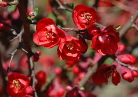 KRZEW KWIATY PIGWOWIEC CHAENOMELES FOT. EWA NARKIEWICZ PUBLIKACJA KWIETNIK NR 3 (159) - 3 2008