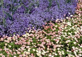 STOKROTKA BELLIS PERENNIS NIEZAPOMINAJKA MYOSOTHIS RABATA FOT. PAWEL SLOMCZYNSKI / AGENCJA GAZETA SLAJD MALY PUBLIKACJA KWIETNIK NR 6 (138) - 6.2006 SLOWA KLUCZOWE: ROSLINY KWIATY ZDJĘCIE DO WKŁADKI: PUBLIKACJA KWIETNIK NR 6 (138) - CZASOPISMA