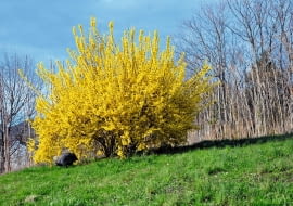 FORSYCJA jest niezawodna w kwitnieniu. Aby było ono obfite, trzeba najpóźniej w maju skracać jej gałęzie.