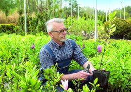 Okazy magnolii sprzedawane w szkółkach mają zazwyczaj wysokość 40-50 cm i 2-3 pędy boczne. Wstępnie skraca się im zbyt długie przyrosty.