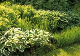 rośliny cieniolubne, rośliny na wilgotną glebę