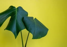 monstera nie ma dziur