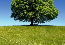 LIPA - REALIZM 11-20.03 oraz 13-22.09 Sympatyczna i pełna wdzięku Lipa nie próbuje naprawiać świata. Spokojna, urodziwa, niekiedy o uwodzicielsko bujnych kształtach, jest przyjazna i tolerancyjna wobec innych. Żyje długo w zdrowiu, a swymi wadami nie zamartwia się zbytnio. Ma poczucie humoru i rozkwita w gronie przyjaciół. Jest lubiana i towarzyska, lecz chroni swą prywatność. W miłości zaborcza i zazdrosna. Bywają Lipy lękliwe i niestałe, lecz stuprocentowa Lipa to natura praktyczna, obdarzona miłością do ziemi, często też talentami technicznymi. Potrafi przystosować się do każdych warunków, realnie oceniając swe szanse i oszczędzając sobie wy- siłku, bo w głębi duszy lubi komfort i stabilizację.