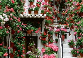 Wygrana w konkursie to ogromne wyróżnienie. Nic dziwnego, że patia wręcz toną w kwiatach.