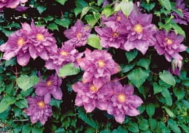 powojnik,rośliny ogrodowe