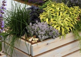 Bottle corks used as mulch in herb planters SLOWA KLUCZOWE: Beet Behälter Echter Salbei Gewürzpflanzen Heers Salbei Idee Kräuter Recycling Recylcling Salbei Schnittlauch Thymian Wiederverwertung dekorativ mulch recycled ungewöhnlich wieder verwerted Übertöpfe *** Local Caption *** 00767163