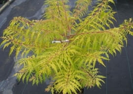 Sumak octowiec Tiger Eyes (Rhus typhina Tiger Eyes)