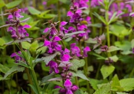 Jasnota purpurowa (Lamium purpureum)