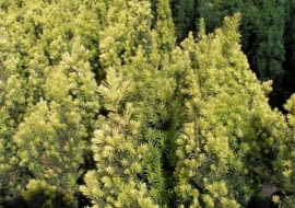 Cis pospolity (Taxus baccata) 'Fastigiata aurea'
