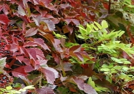 Winobluszcz pięciolistkowy odmiana murowa (Parthenocissus quinquefolia var. murorum)