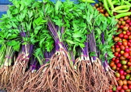 Dwuletnie siewki lubczyku przygotowane do sadzenia mają silne korzenie, które można jeść po ugotowaniu.