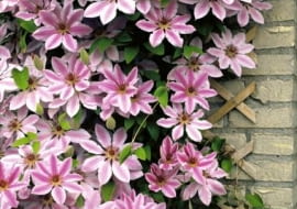 Powojniki, klematisy