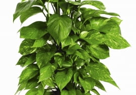 Z chorego epipremnum można zrobić sadzonki i opryskać je tak jak roślinę macierzystą.