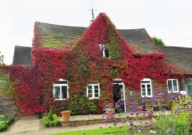 Wsprzedaży znajdziemy także inne gatunki winobluszczy: trójklapowy (Parthenocissus tricuspidata) - na zdjęciu - i zaroś-lowy (P. inserta). Oba są jednak znacznie wrażliwsze na mróz.
