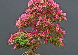 Drzewko bonsai uformowane z azalii najpiękniej wygląda w okresie kwitnienia