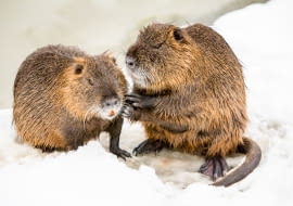 Nutria amerykańska (Myocastor coypus)