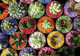 Variety of cactus in pot with colorful stones