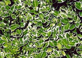 TRZMIELINA FORTUNEA EUONYMUS FORTUNEI ODMIANA EMERALD GAIETY KEZEW LISCIASTY ZIMOZIELONY
