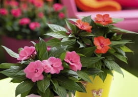 Niecierpek nowogwinejski może zdobić i mieszkanie, i balkon (latem). Lubi rozproszone światło.