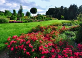 ROZLEGŁYM RABATOM z bylin i krzewów towarzyszą róże okrywowe, które kwitną aż do mrozów.