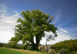 II miejsce - Lipa w Wambierzycach