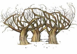 Dookoła krzewów wrażliwych na mróz usypujemy kopczyki ziemi, aby ochronić dolne części pędów i korzenie