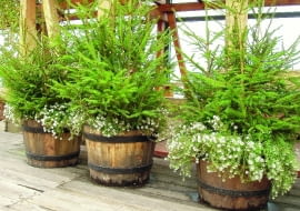 Jako doniczkowa choinka mogą nam posłużyć również tuje i cyprysiki