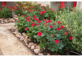 Róża ‘ZEPETI®’ syn. Meibenbino hod. Meilland