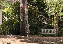 Podkrzesywarka HTA 50