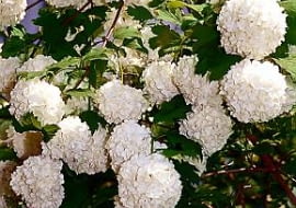 Kalina koralowa 'Roseum' (buldeneż).