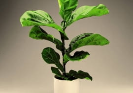 Fikus lirolistny - preparatem nabłyszczającym opryskujemy tylko górną powierzchnię liści